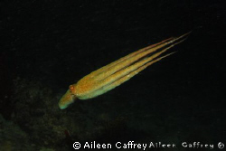 The Streak! Octopus gliding by during a night dive. Ojo d... by Aileen Caffrey 